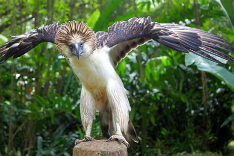 Agila.