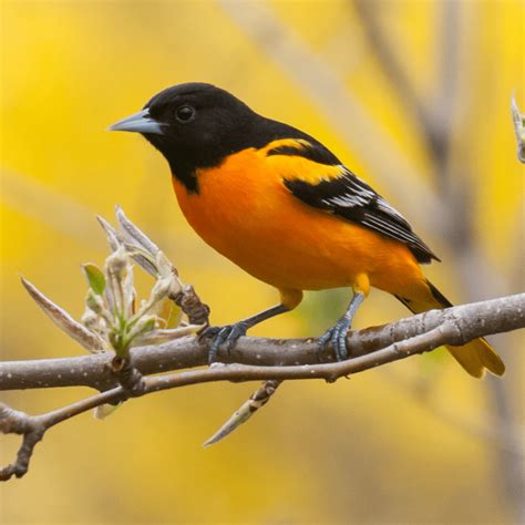 Bird's.