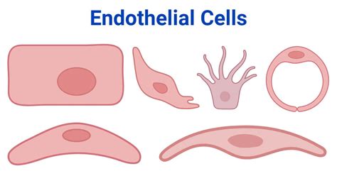Endothelial.