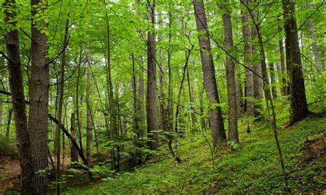 Forestry.