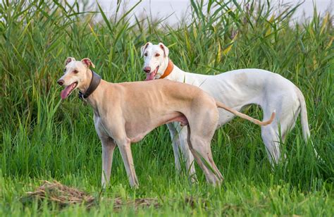 Greyhound.