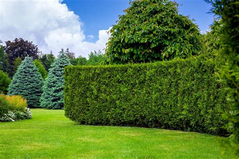Hedge.