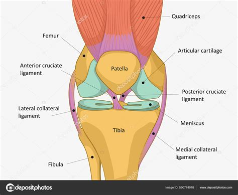 Knee.