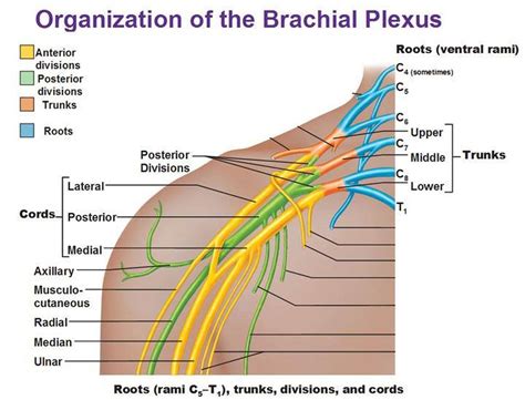 Plexus.