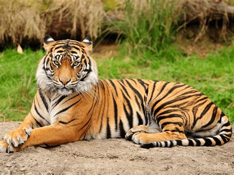 Tiger.