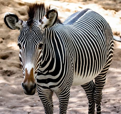 Zebra.