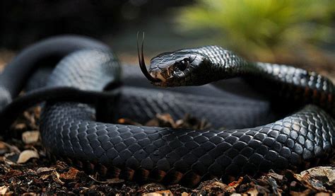 blackmamba.