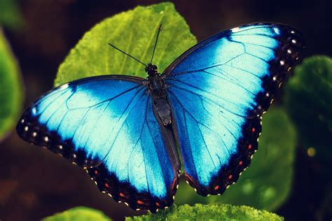 butterflies.