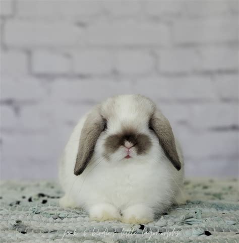 lop.