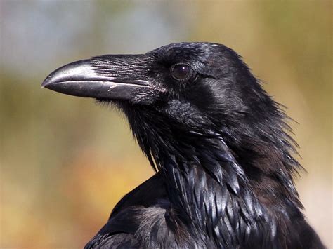 raven.