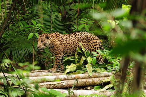 www.jaguarlive.com.