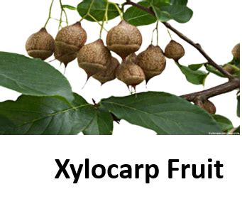 xylocarp.
